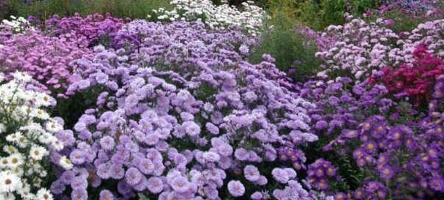 24 April 2018: Helen Picton – Daisy Days, the rise, fall and renaissance of Michaelmas Daisies