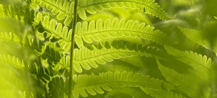 30 January 2018: Robin Pearce – Shade Loving Plants