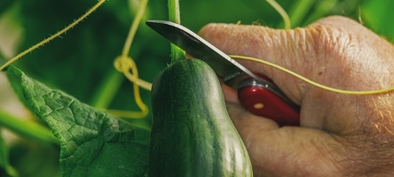 27 March 2018: Richard Baldwin – Vegetable Growing