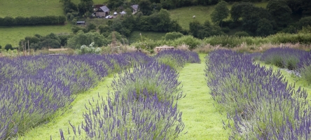 31 July 2018: Visit to the Welsh Lavender Farm