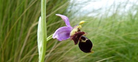 Report of June talk:               Dr Wilson Wall –  The Introduction of Native Orchids in Lawns, Meadows and Flower Beds