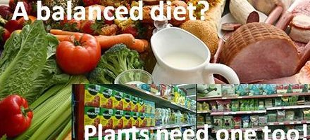 Report of November talk:               Roger Umpleby –  Plants need a balanced diet too!