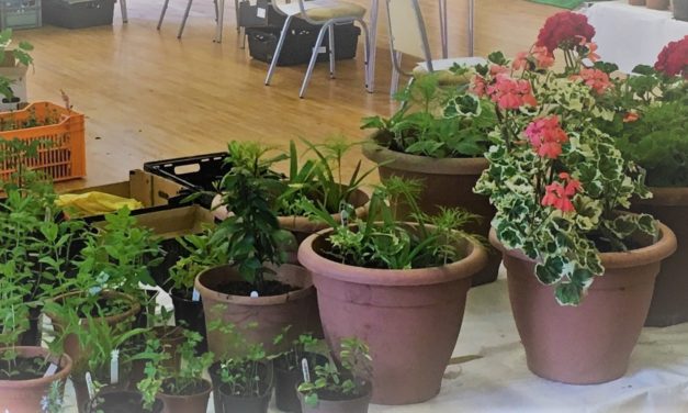 19 May 2019: Plant Sale