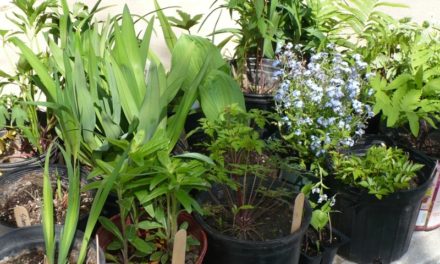 Report of June Plant Sale