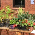 Report of the Annual Plant Sale