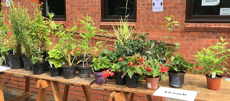 Sunday May 22nd: Annual Plant Sale