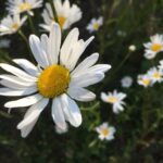 Newsletter – November 2025