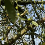 Tuesday 24 November Diann Dowell