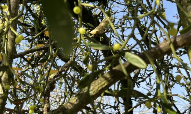 Tuesday 24 November Diann Dowell